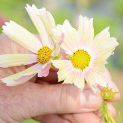 Apricot Lemonade Cosmos