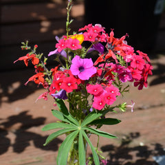 Hummingbird Mix