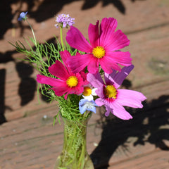 Beneficial Bug Mix