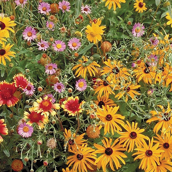 Beneficial Bug Mix