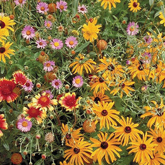 Beneficial Bug Mix