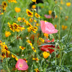 Deer Resistant Mix