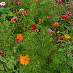 Monarch Butterfly Garden Mix