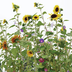Towers Of Flowers Mix