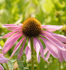 Purple Coneflower