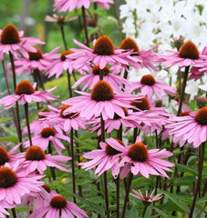 Purple Coneflower