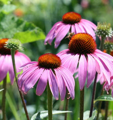 Purple Coneflower