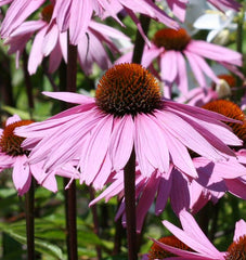 Purple Coneflower