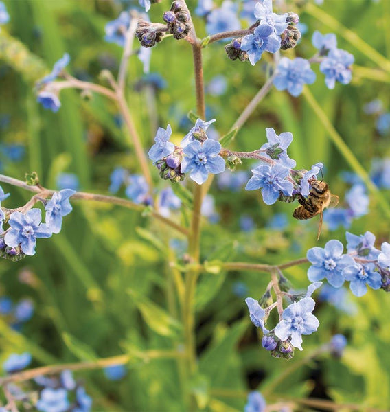 Chinese Forget-Me-Not