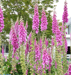 Foxglove