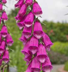 Foxglove