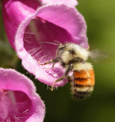 Foxglove