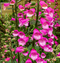 Foxglove