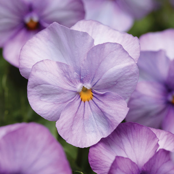 Sorbet Lavender Pink Pansy