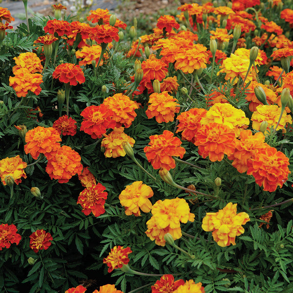 Brocade Mix Marigold