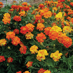 Brocade Mix Marigold