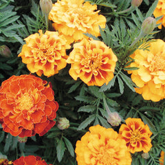 Brocade Mix Marigold