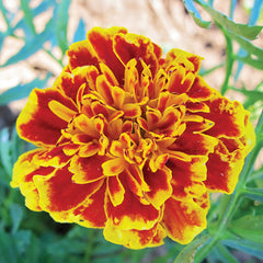 Colossus Marigold