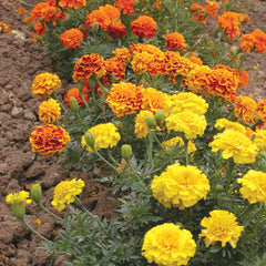 Bonanza Mix Marigold