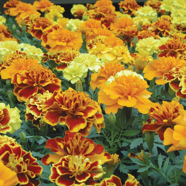Bonanza Mix Marigold