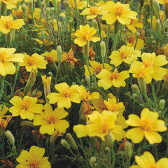 Lemon Gem Marigold