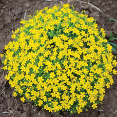 Lemon Gem Marigold