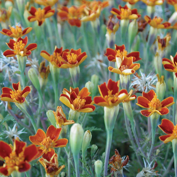 Red Gem Marigold