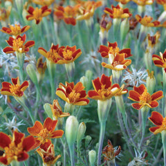 Red Gem Marigold
