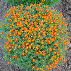 Red Gem Marigold