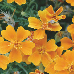 Tangerine Gem Marigold