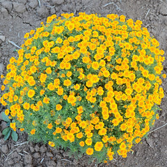 Tangerine Gem Marigold