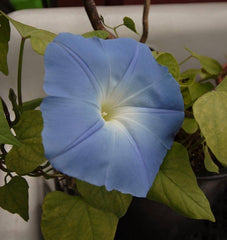 Heavenly Blue