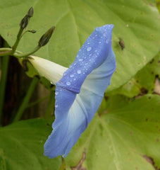 Heavenly Blue