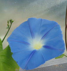 Heavenly Blue
