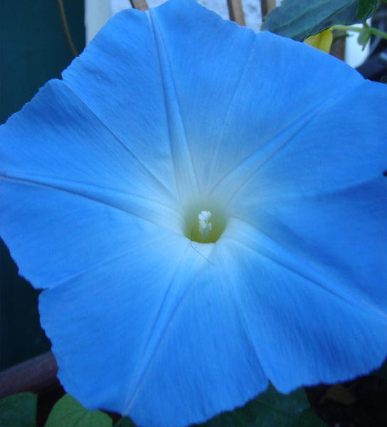 Heavenly Blue
