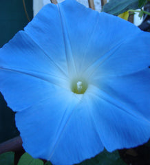 Heavenly Blue