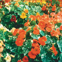 Tip Top Alaska Nasturtium