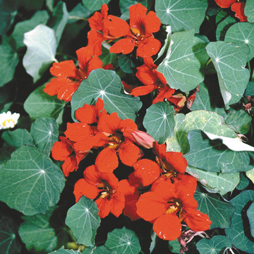 Empress Of India Nasturtium