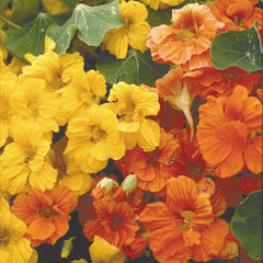 Jewel Mix Nasturtium
