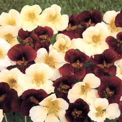 Night And Day Nasturtium