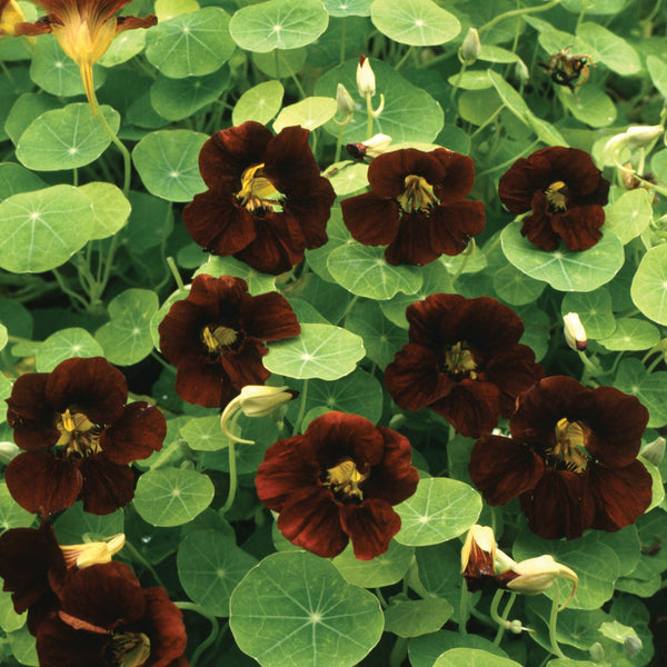 Black Velvet Nasturtium