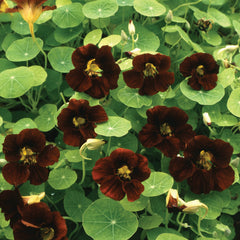 Black Velvet Nasturtium