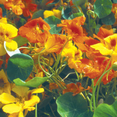 Tall Trailing Mix Nasturtium