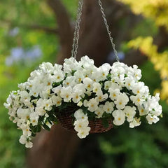 Cool Wave White Pansy