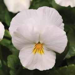 Cool Wave White Pansy
