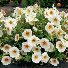 Ingrid Petunia