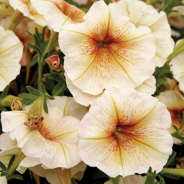 Ingrid Petunia