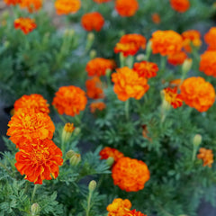 Durango Red Marigold