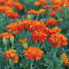 Durango Red Marigold