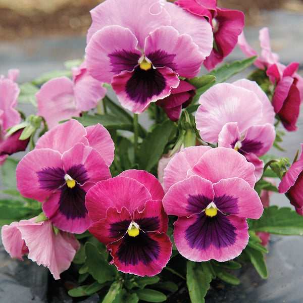 Matrix Rose Blotch Pansy